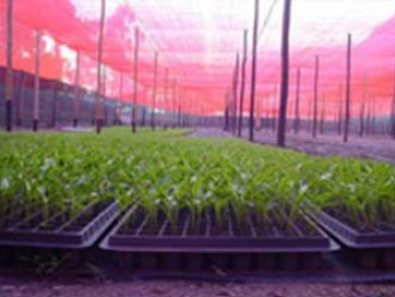 30% ChromatiNet Red Shade Cloth - thumbnail 3